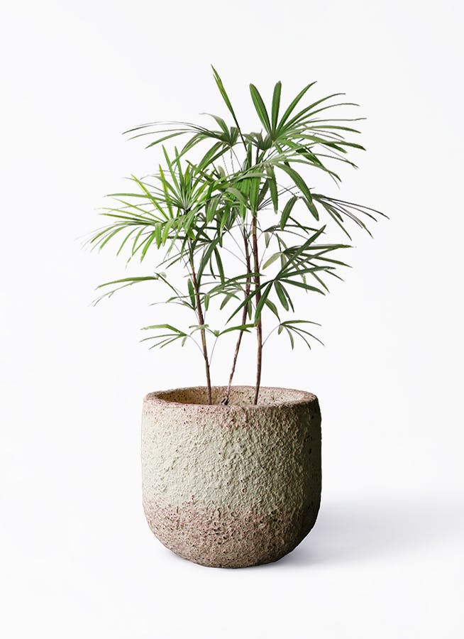 シュロチク棕櫚竹8号鉢27 観葉植物