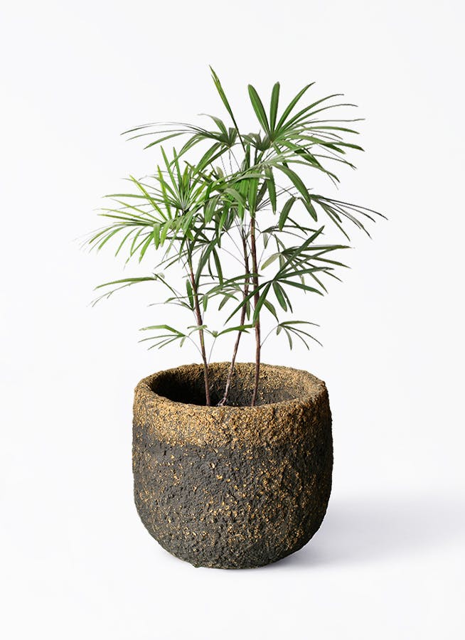 観葉植物 ウンナンシュロチク（雲南棕櫚竹） 8号 Coral Pot (コーラルポット) ブラック 付き | 観葉植物ならHitoHana(ひとはな)