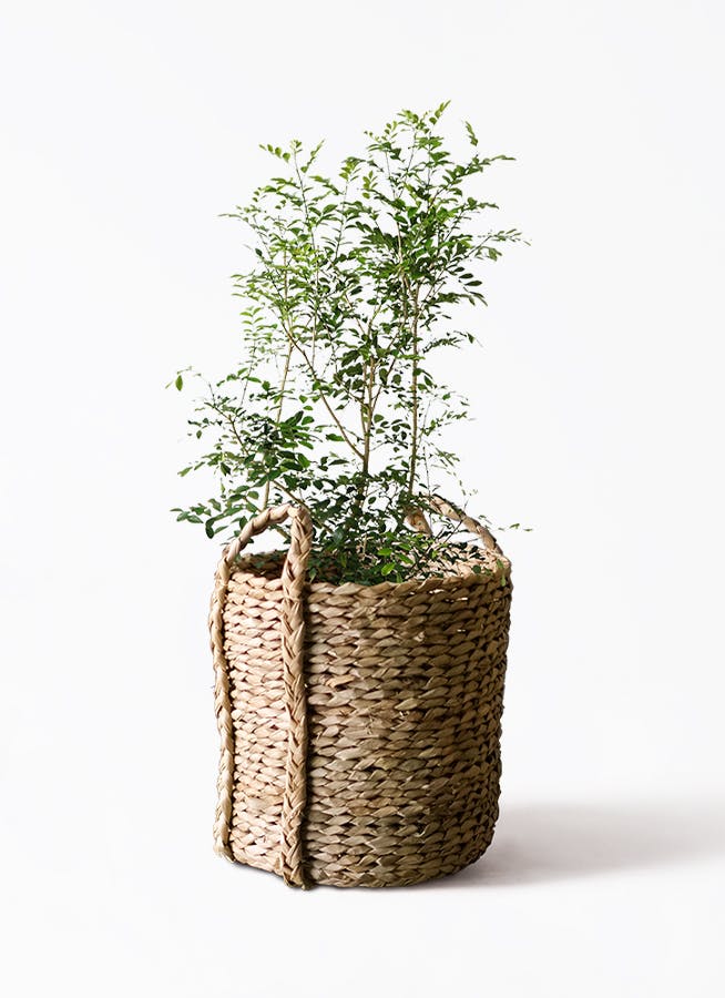 観葉植物 シルクジャスミン（げっきつ） 8号 LushBasket(ラッシュ