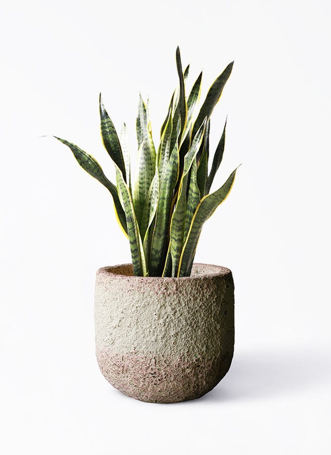 その他観葉植物 tomirio Tomirio san´s order 観葉植物