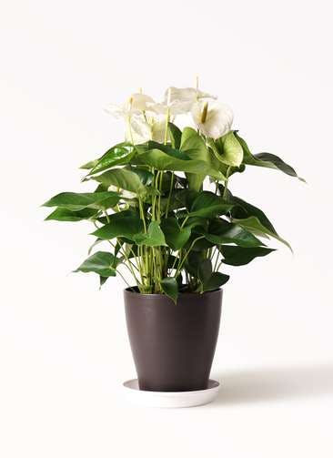 観葉植物 アンスリウム 8号 ホワイト プラスチック鉢