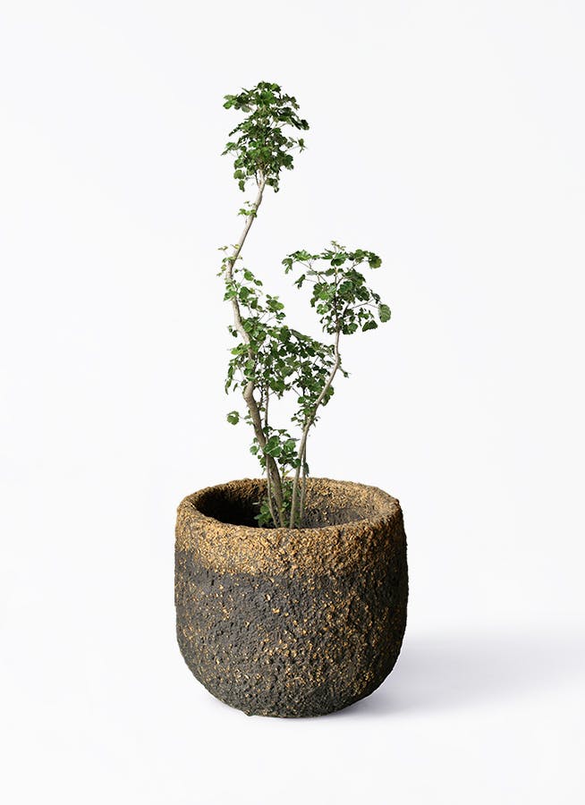 観葉植物 オリーブの木 8号 ルッカ Coral Pot (コーラルポット