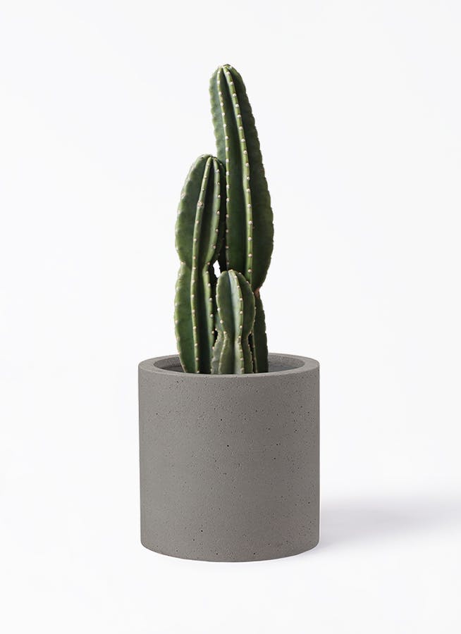 柱サボテン | 観葉植物の通販ならHitoHana（ひとはな）