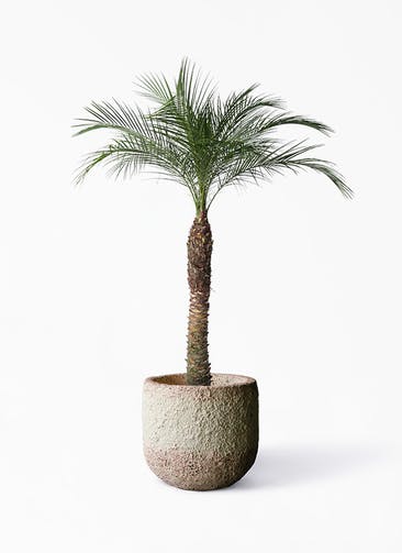 観葉植物 フェニックスロベレニー 8号 Coral Pot (コーラルポット)  ホワイト 付き
