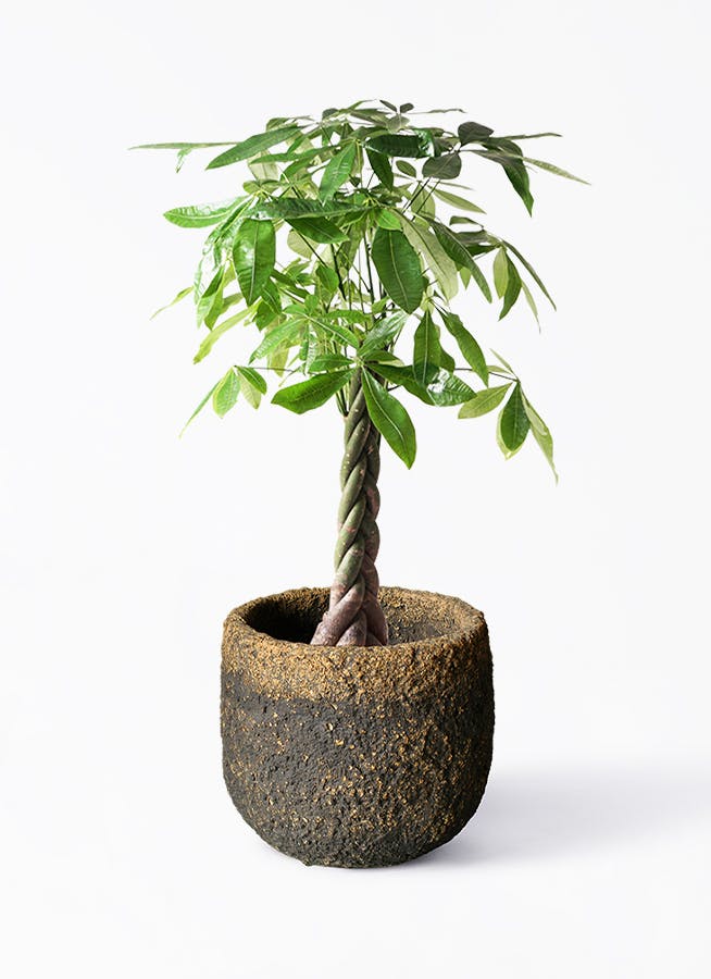 観葉植物 パキラ 8号 ねじり Coral Pot (コーラルポット) ブラック
