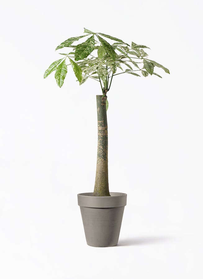観葉植物 パキラ 8号 朴 斑入り アルトポット カプチーノM 30cm 付き