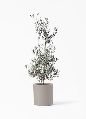 観葉植物 オリーブの木 8号 ピクアル ポリッシュ シリンダー  クリーム 付き