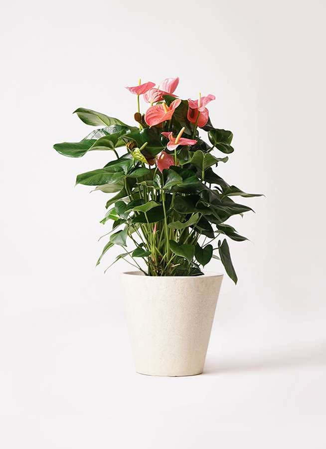 観葉植物 アンスリウム 10号 ピンクチャンピオン フォリオソリッド クリーム 付き 観葉植物ならhitohana ひとはな 観葉植物 アンスリウム 10号 ピンクチャンピオン フォリオソリッド クリーム 付き 観葉植物ならhitohana ひとはな