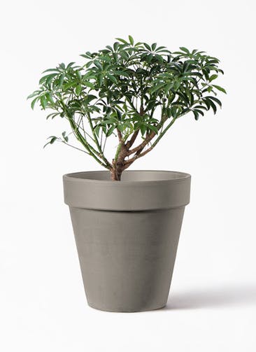 観葉植物 シェフレラ コンパクタ 5号 アルトポット カプチーノM  22cm 付き
