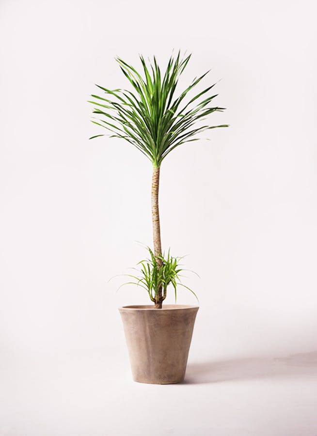 ドラセナ 10号 | 観葉植物の通販ならHitoHana（ひとはな）