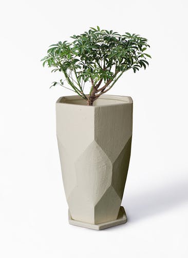 観葉植物 シェフレラ コンパクタ 5号 Ceramic(セラミック) Ceramic Pot (セラミック) トールタイプ 付き