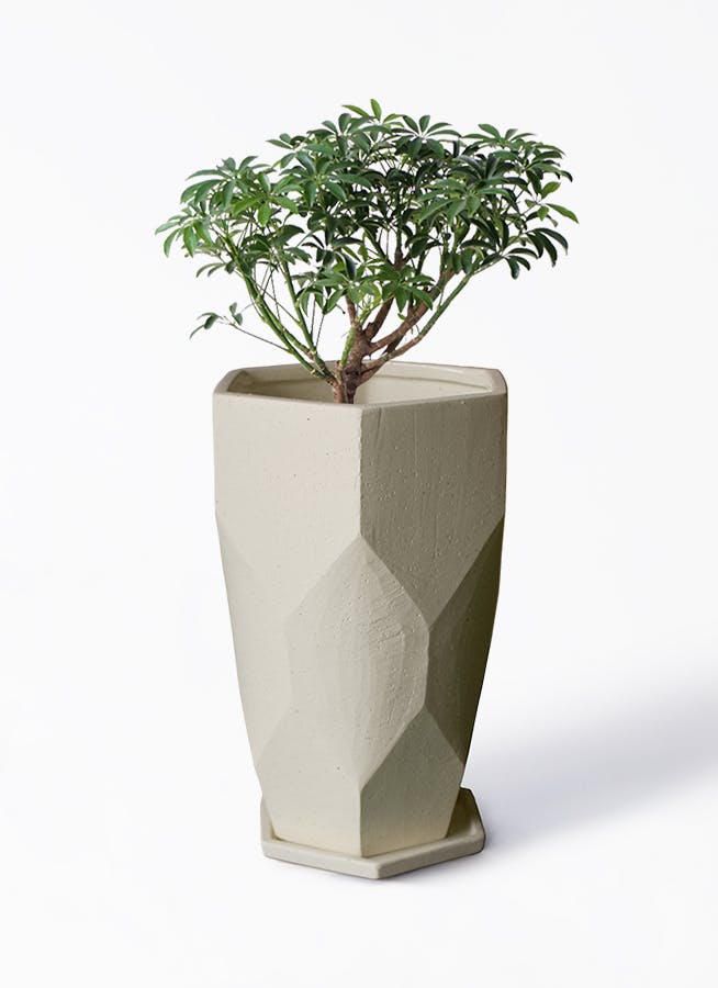 シェフレラ コンパクタ 5号 | 観葉植物通販 HitoHana（ひとはな）