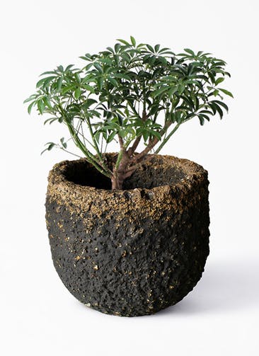 観葉植物 シェフレラ コンパクタ 5号 Coral Pot (コーラルポット)  ブラック 付き
