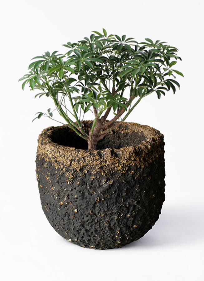 観葉植物 シェフレラ コンパクタ 5号 Coral Pot (コーラルポット) ブラック 付き | 観葉植物ならHitoHana(ひとはな)