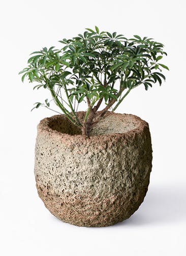 観葉植物 シェフレラ コンパクタ 5号 Coral Pot (コーラルポット)  ホワイト 付き