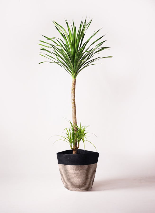 その他観葉植物 ryuki 楽天市場】観葉 植物 極楽鳥 花の通販