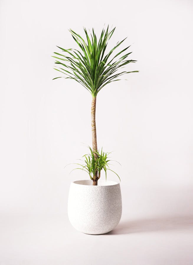 観葉植物 ドラセナ カンボジアーナ 10号 1本立ち エコストーン