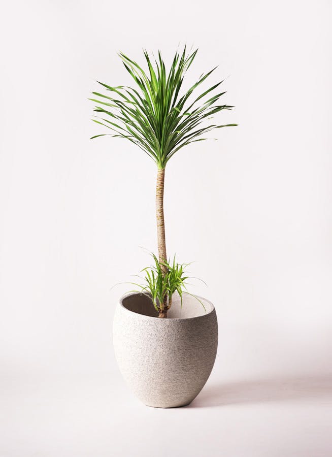 観葉植物 ドラセナ カンボジアーナ 10号 1本立ち エコストーンLight Gray 付き | 観葉植物ならHitoHana(ひとはな)