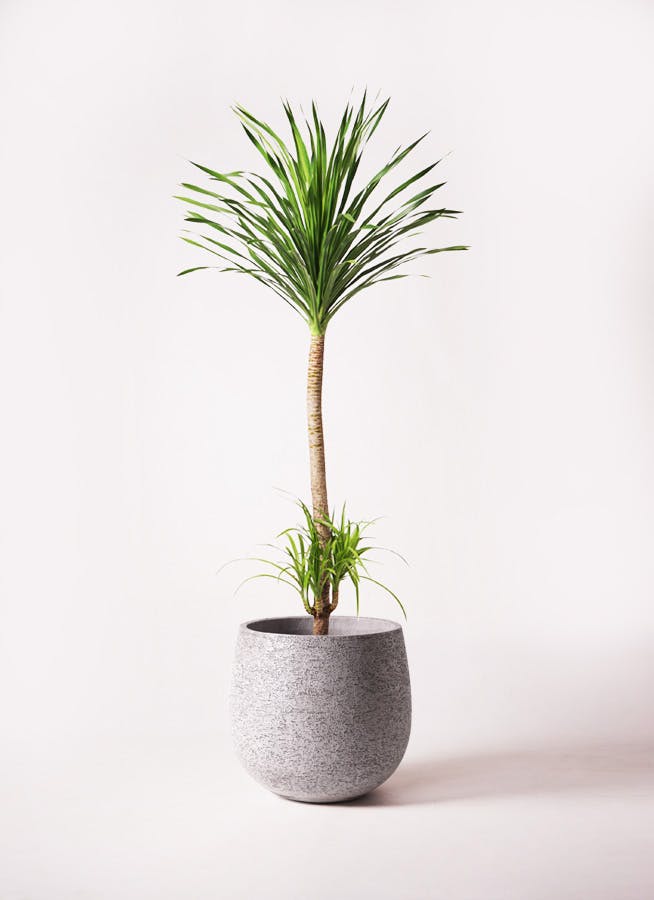 ドラセナ カンボジアーナ 10号 | 観葉植物通販HitoHana(ひとはな)