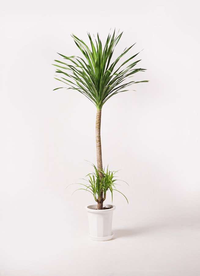 観葉植物 ドラセナ カンボジアーナ 10号 1本立ち プラスチック鉢
