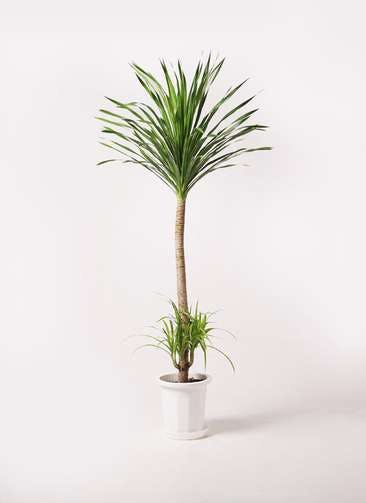 観葉植物 ドラセナ カンボジアーナ 10号 1本立ち プラスチック鉢