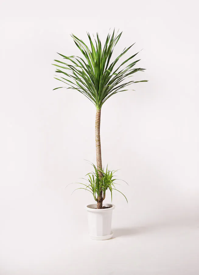 ドラセナ カンボジアーナ | 観葉植物通販HitoHana(ひとはな)