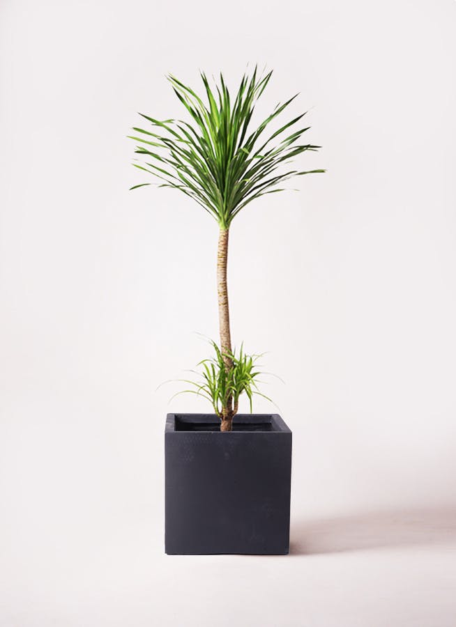 観葉植物 ドラセナ カンボジアーナ 10号 1本立ち ベータ キューブ