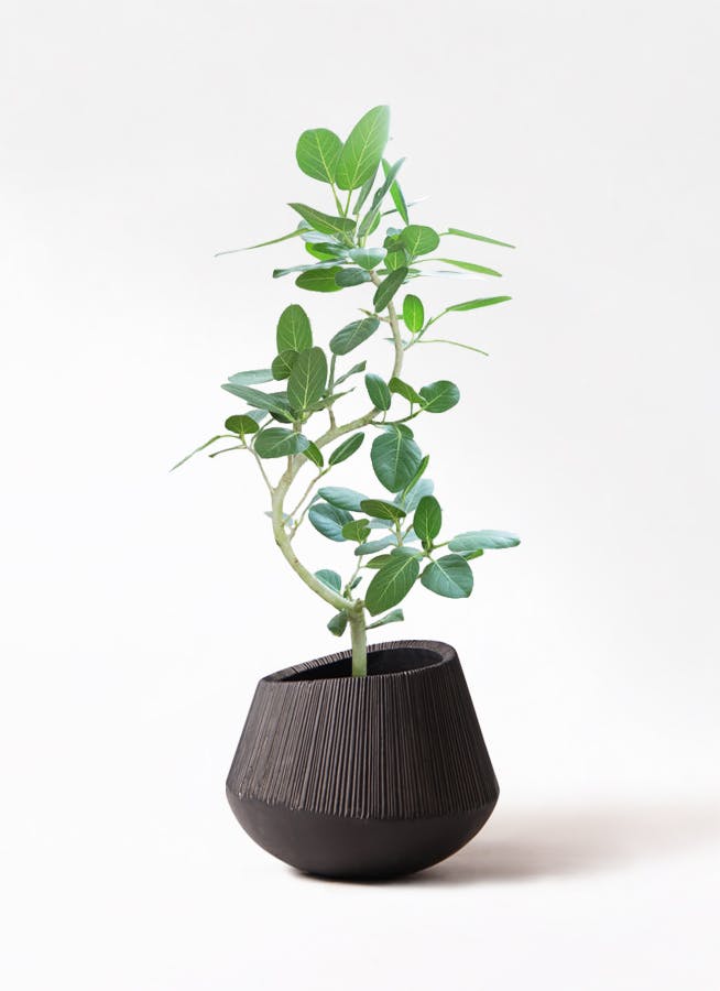 観葉植物 フィカス ベンガレンシス 8号 曲り エディラウンド 黒
