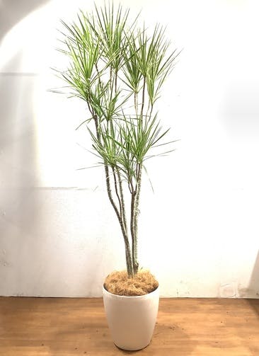 コンシンネ ホワイポリー 観葉植物通販hitohana ひとはな コンシンネ ホワイポリー 観葉植物通販hitohana ひとはな