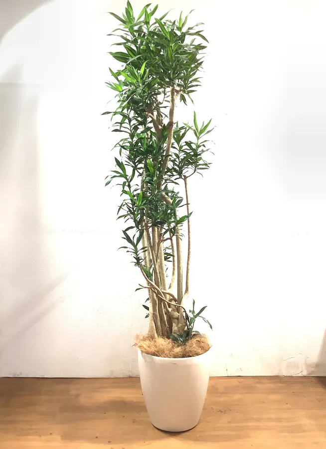 観葉植物 5cm ドラセナ ソング オブ ジャマイカ 10号 1都3県配送限定商品 観葉植物ならhitohana ひとはな 観葉植物 5cm ドラセナ ソング オブ ジャマイカ 10号 1都3県配送限定商品 観葉植物ならhitohana ひとはな
