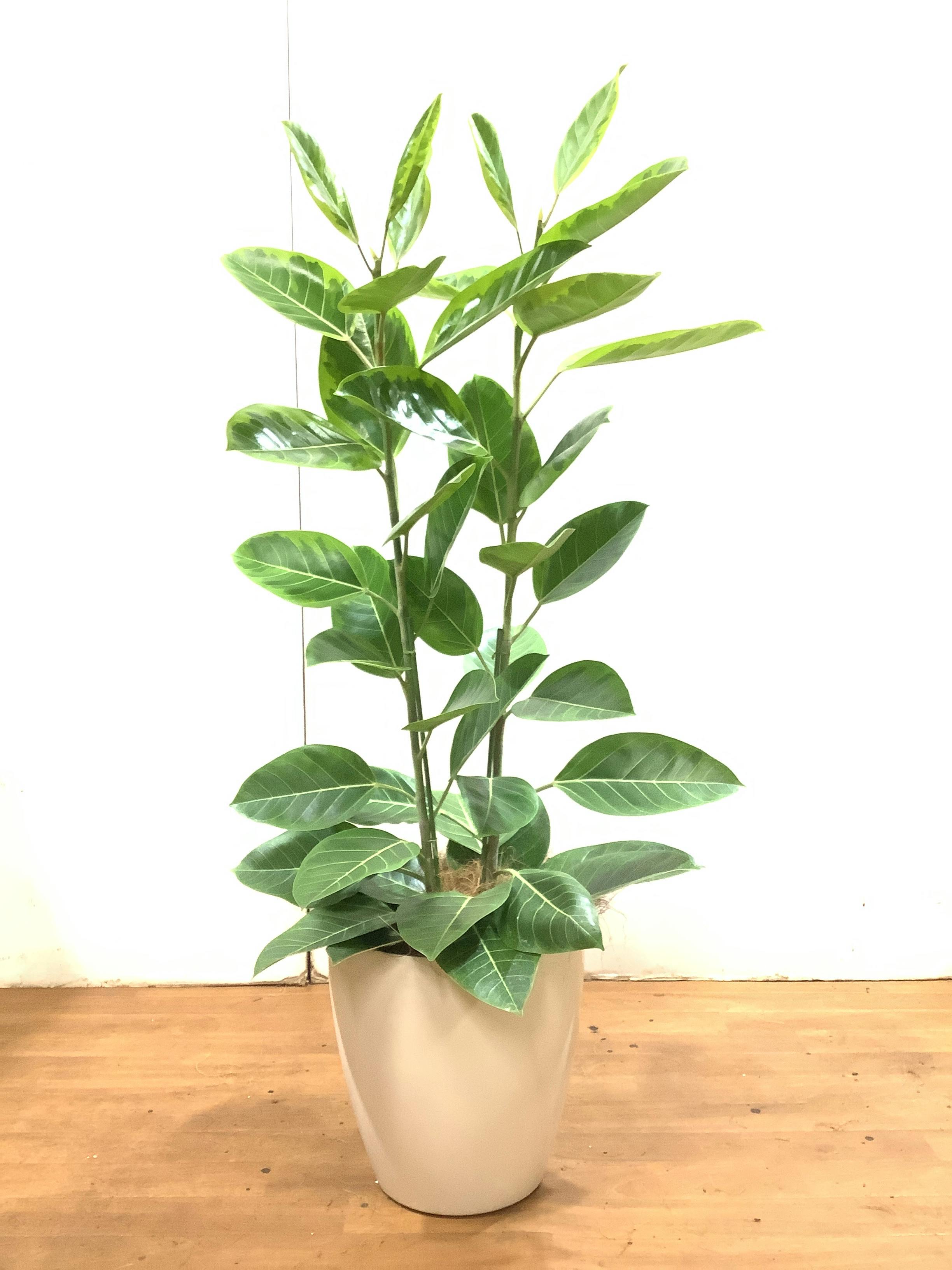 フィカス・ウンベラータ 8号 148cm S-shaped tree form フィカス・ウンベラータ 8号 148cm S-shaped tree form フィカス