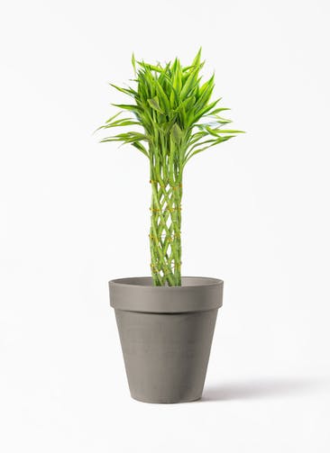 観葉植物 ドラセナ ミリオンバンブー（幸運の竹） 7号 アルトポット カプチーノM  26cm 付き