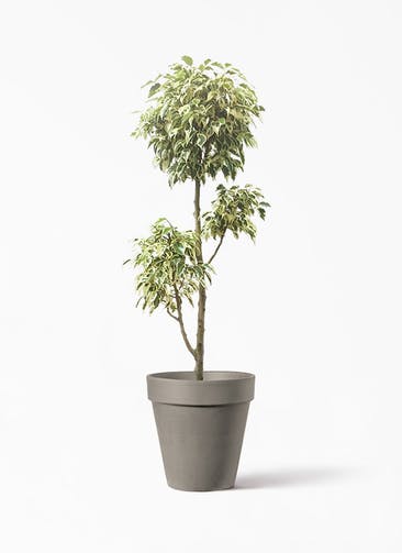 観葉植物 フィカス ベンジャミン 7号 斑入り チラシ アルトポット カプチーノM  26cm 付き