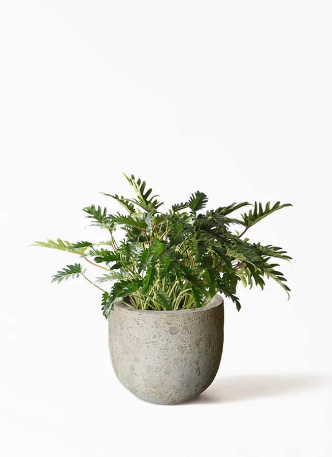 フィロデンドロン クッカバラ | 観葉植物通販HitoHana(ひとはな)