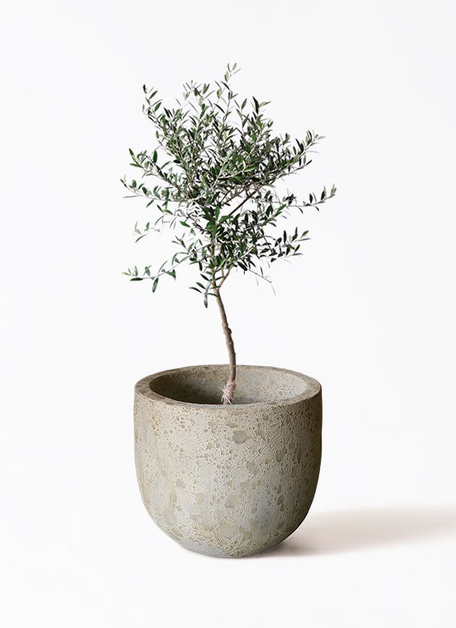 オリーブの木 7号 | 観葉植物 | 送料無料でお届け - Hitohana（ひとはな）