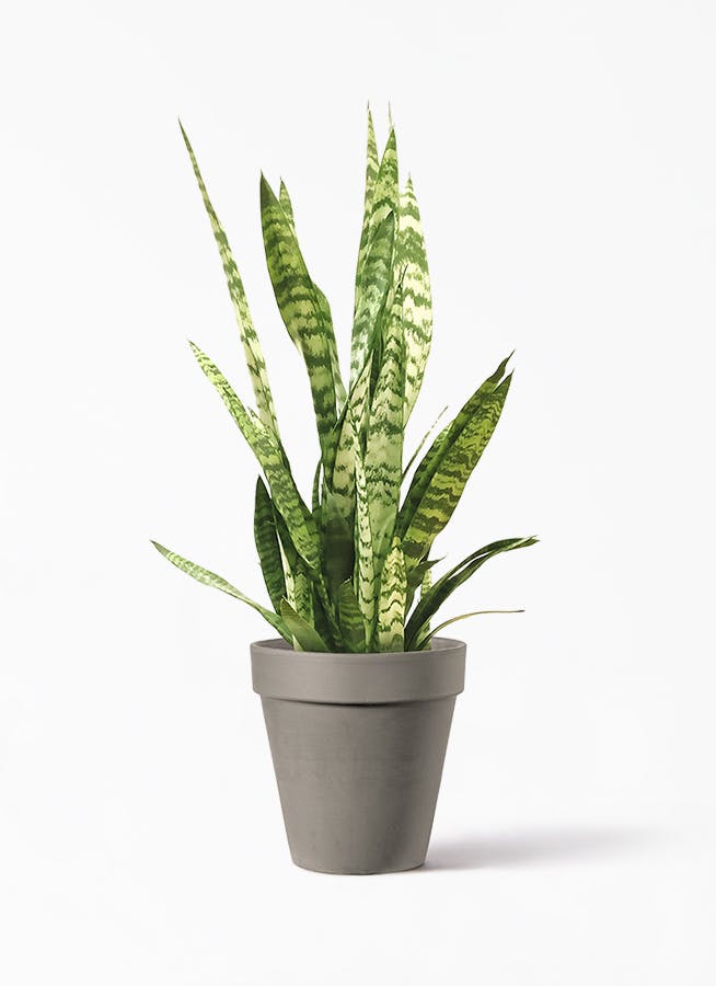 観葉植物 サンスベリア トリファッシアータ 7号 アルトポット カプチーノM  26cm 付き