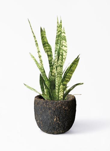 観葉植物 サンスベリア 7号 トリファッシアータ Coral Pot (コーラルポット)  ブラック 付き