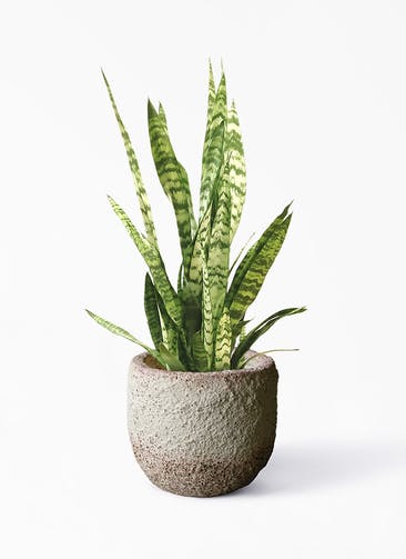 観葉植物 サンスベリア 7号 トリファッシアータ Coral Pot (コーラルポット)  ホワイト 付き