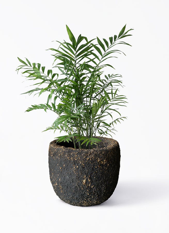 観葉植物 テーブルヤシ 7号 Coral Pot (コーラルポット) ブラック 付き | 観葉植物ならHitoHana(ひとはな)