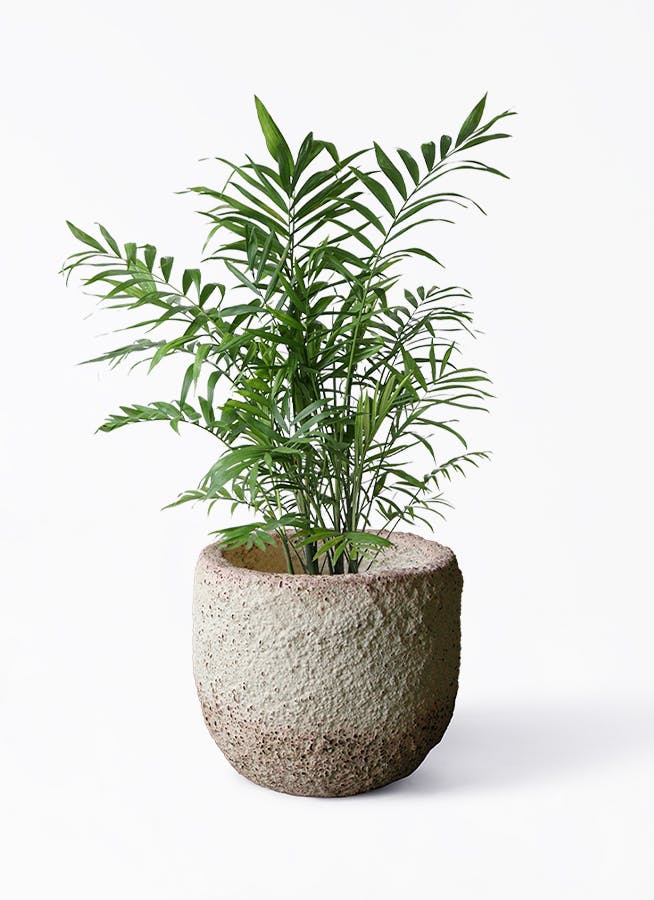 希少品種コルジリネ サンゴ 陶器の鉢カバー付き - 植物/観葉植物