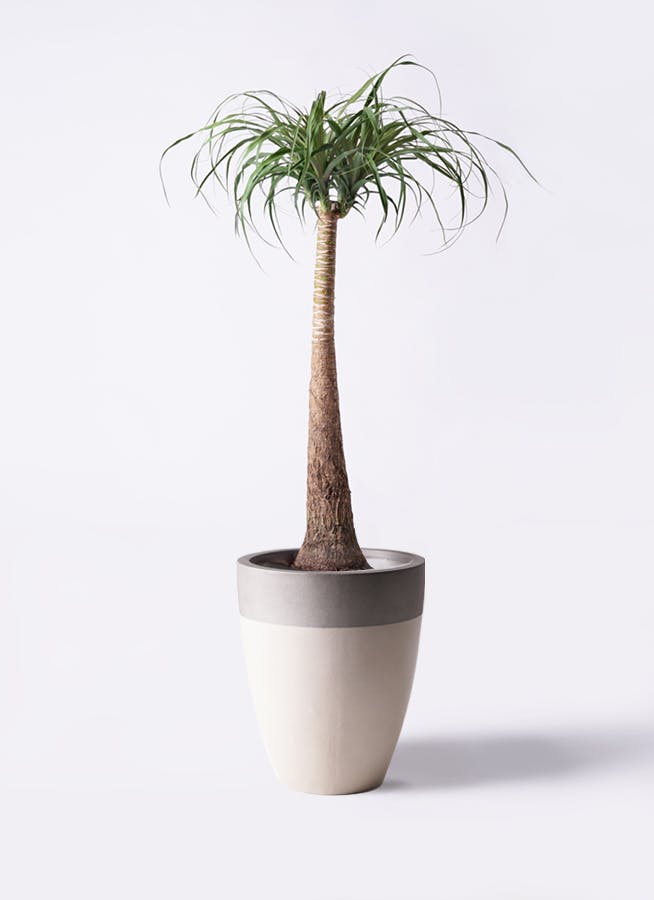 現品］14番 トックリラン 8号 ポニーテール ノリナ 観葉植物 室内 大型