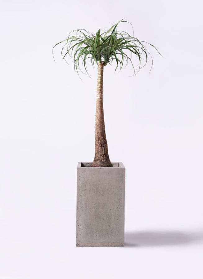 トックリランを価格(値段別)に選ぶ | HitoHana（ひとはな）