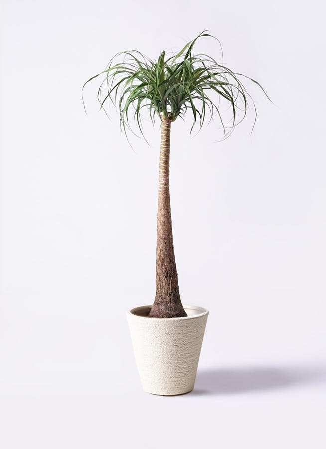 トックリラン 8号 | 観葉植物通販HitoHana(ひとはな)