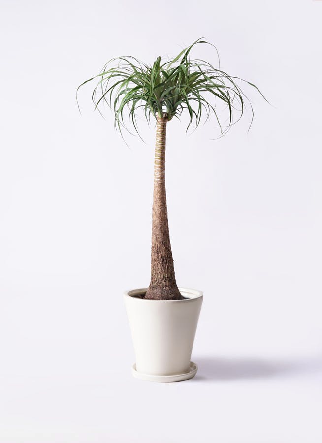 トックリラン | 観葉植物通販HitoHana(ひとはな)