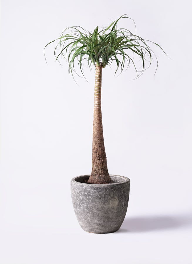 トックリラン 8号 | 観葉植物通販HitoHana(ひとはな)