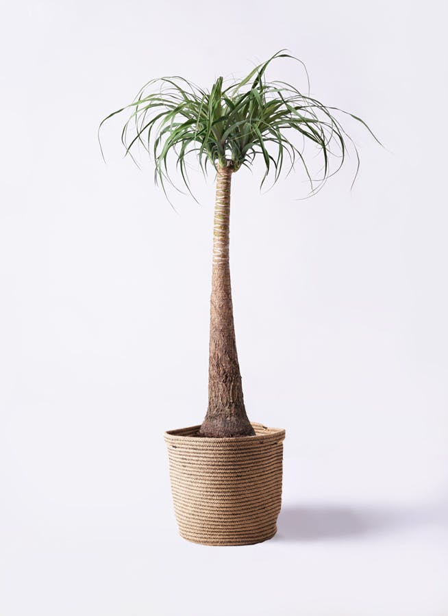 観葉植物 トックリラン ポニーテール 8号 リブバスケットNatural 付き