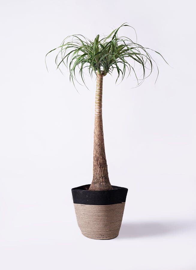 トックリラン | 観葉植物通販HitoHana(ひとはな)