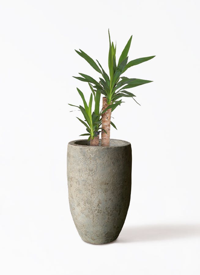 観葉植物 ユッカ 6号 ノーマル Sheer Pot (シアーポット) 付き | 観葉植物ならHitoHana(ひとはな)