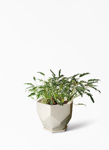 観葉植物 クッカバラ 6号 Ceramic(セラミック) Ceramic Pot (セラミック)  付き