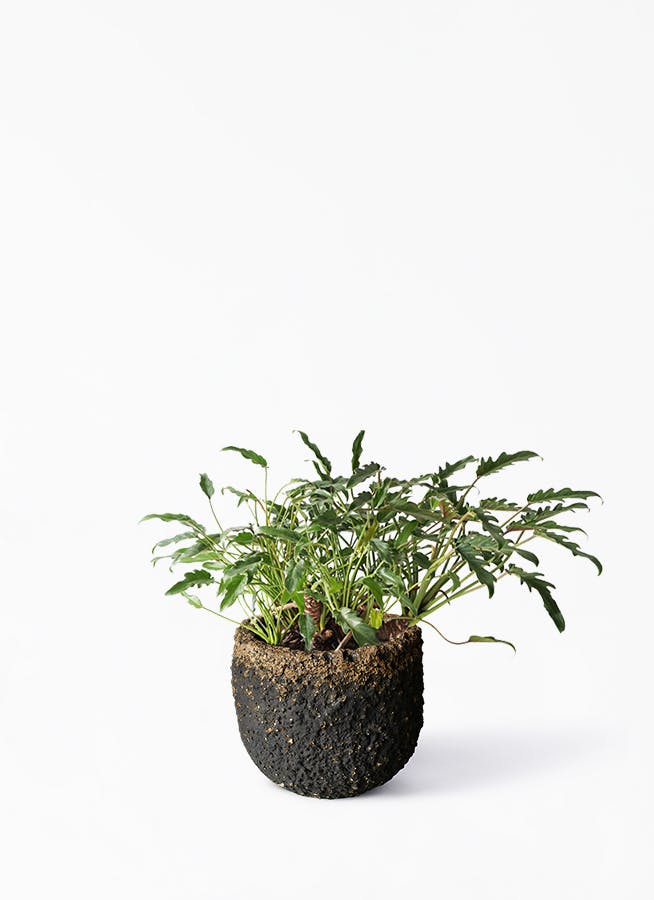 観葉植物 クッカバラ 6号 Coral Pot (コーラルポット)  ブラック 付き